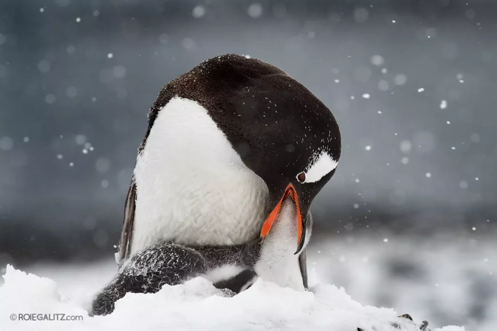 Antarctica: Luxury at the World's End