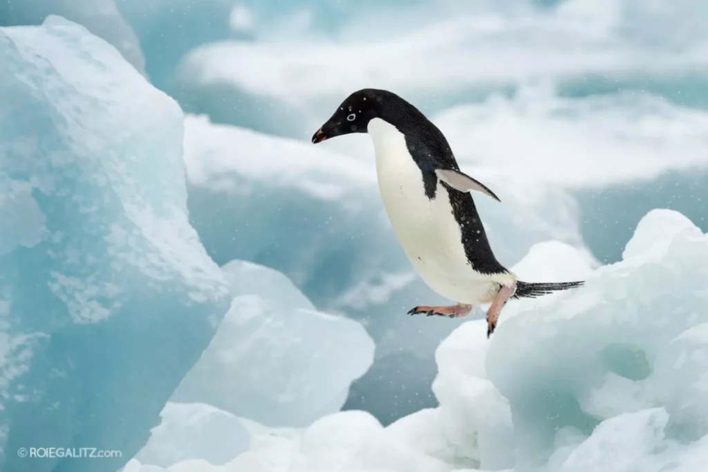 Antarctica: Luxury at the World's End