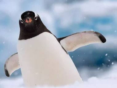 Antarctica: Luxury at the World's End