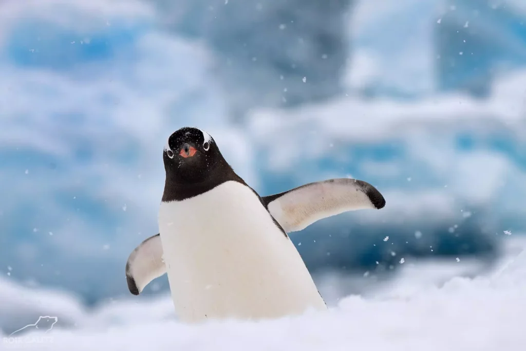 Antarctica: Luxury at the World's End
